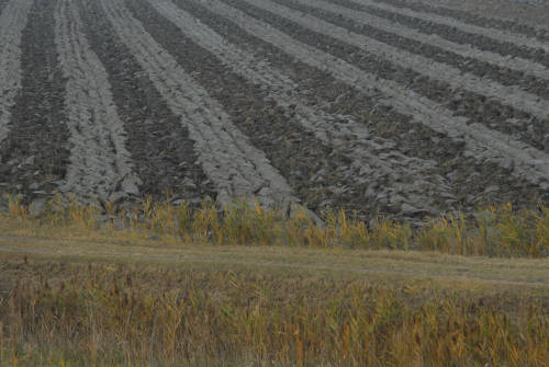 la campagna di Porto Tolle lungo gli argini della Sacca Scardovari