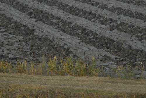 la campagna di Porto Tolle lungo gli argini della Sacca Scardovari
