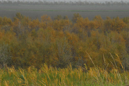 la campagna di Porto Tolle lungo gli argini della Sacca Scardovari
