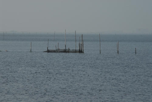 lungo gli argini della Sacca degli Scardovari a Porto Tolle