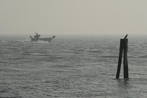 lungo gli argini della Sacca degli Scardovari a Porto Tolle
