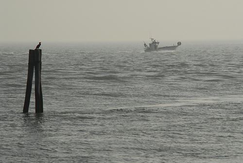 lungo gli argini della Sacca degli Scardovari a Porto Tolle