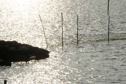 lungo gli argini della Sacca degli Scardovari a Porto Tolle