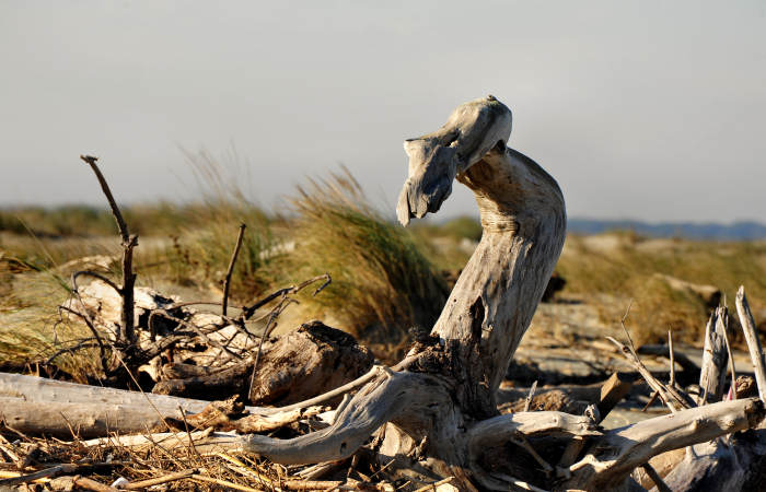 spiaggia di Boccasette alla foce del Po di Maistra, Porto Tolle