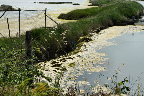 strada delle valli di Rosolina laguna di Caleri