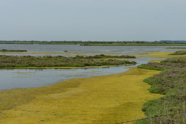 strada delle valli di Rosolina laguna di Caleri