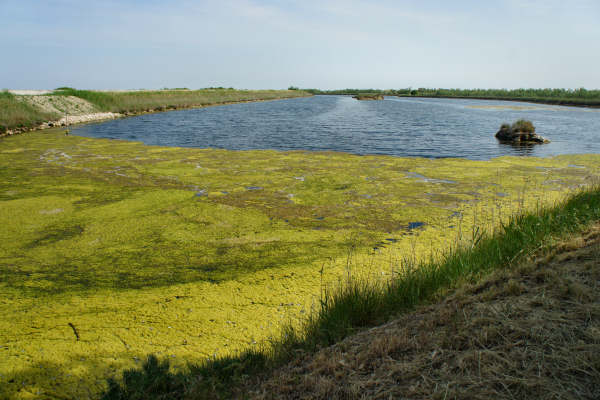 strada delle valli di Rosolina laguna di Caleri