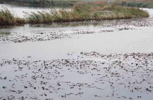 argini verso la laguna