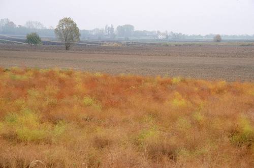 argini verso la laguna
