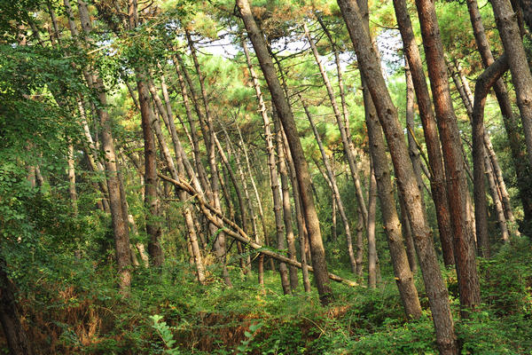 Giardino Botanico Litoraneo di POrto Caleri a Rosolina Mare