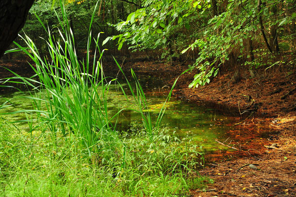 Giardino Botanico Litoraneo di POrto Caleri a Rosolina Mare