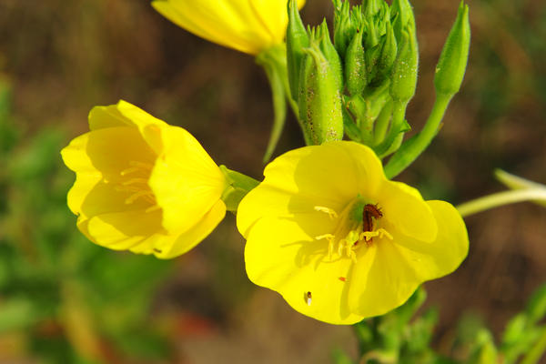 Giardino Botanico Litoraneo di POrto Caleri a Rosolina Mare