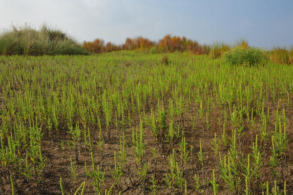 Giardino Botanico Litoraneo di POrto Caleri a Rosolina Mare