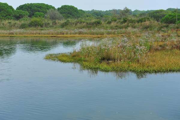 Giardino Botanico Litoraneo di POrto Caleri a Rosolina Mare