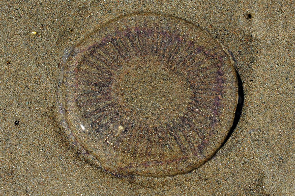 spiaggia di Rosolina Mare a Porto Caleri