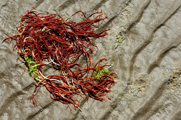 spiaggia di Rosolina Mare a Porto Caleri