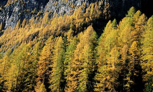 Civetta - Val Corpassa