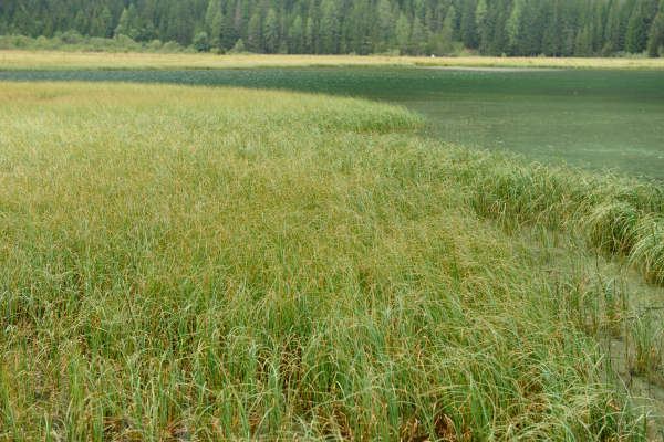 ToblacherSee, Lago di Dobbiaco