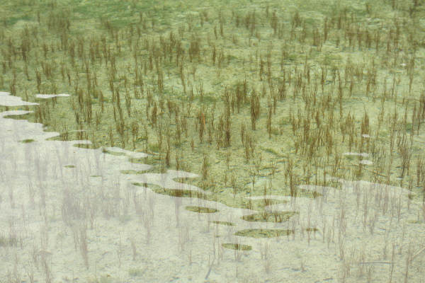 ToblacherSee, Lago di Dobbiaco