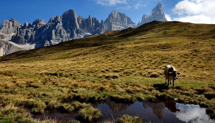 Dolomiti Pale di San Martino