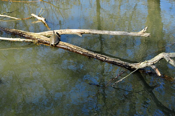 Arquà Petrarca monte Calbarina Stagno Corte Borin - Colli Euganei
