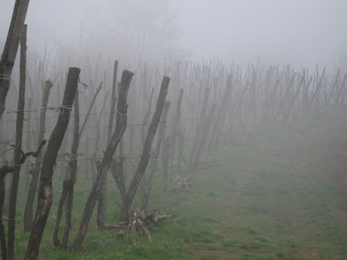 Col del Vento e Forche del Diavolo - Castelnuovo di Teolo - Colli Euganei
