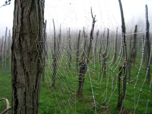 Col del Vento e Forche del Diavolo - Castelnuovo di Teolo - Colli Euganei
