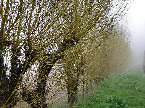 Col del Vento e Forche del Diavolo - Castelnuovo di Teolo - Colli Euganei
