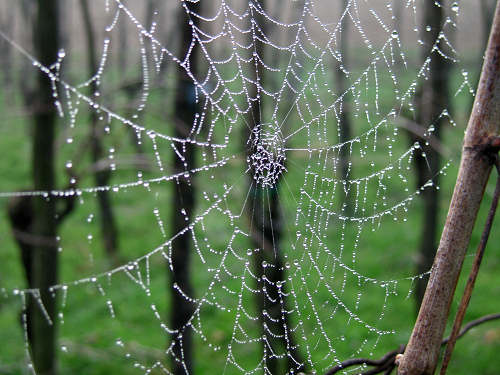 Col del Vento e Forche del Diavolo - Castelnuovo di Teolo - Colli Euganei