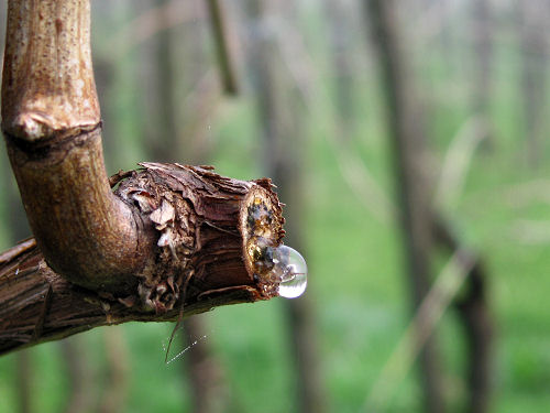 Col del Vento e Forche del Diavolo - Castelnuovo di Teolo - Colli Euganei