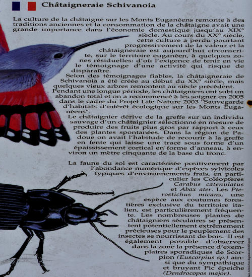 Castagneto Schivanoia, cascata Teolo, Passo del Vento, Rocca Pendice