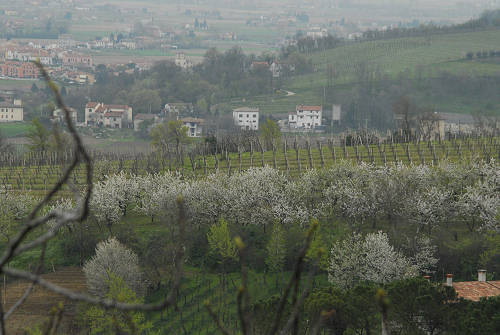 Carbonara di Rovolon - Monte Madonna, Colli Euganei