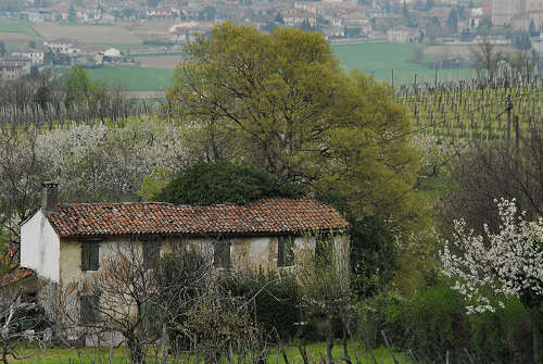 Carbonara di Rovolon - Monte Madonna, Colli Euganei