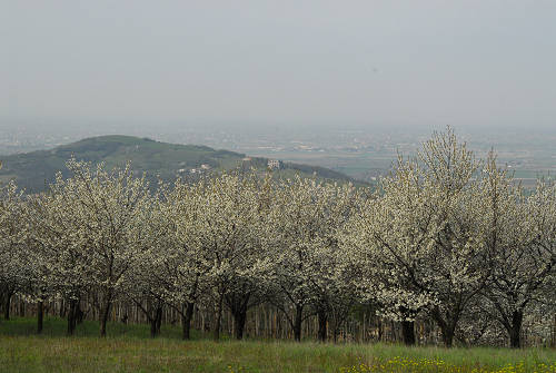 Carbonara di Rovolon - Monte Madonna, Colli Euganei