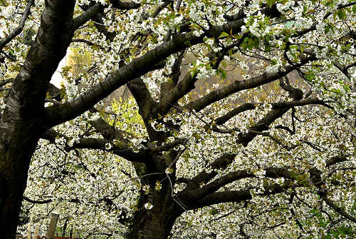 Carbonara di Rovolon - Monte Madonna, Colli Euganei