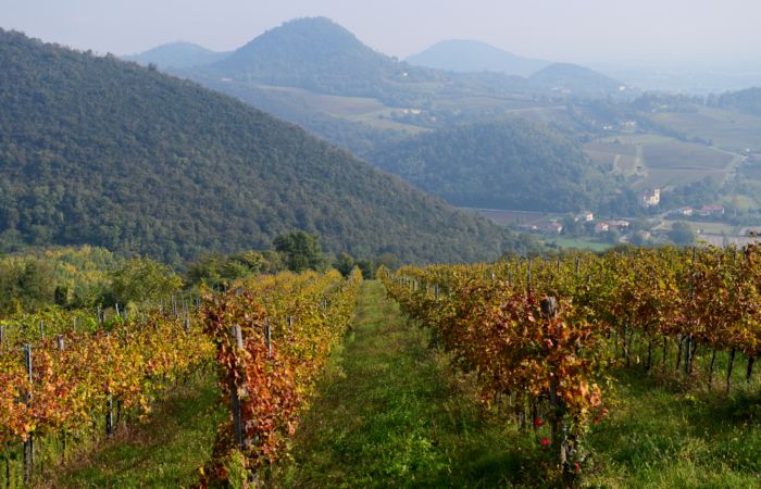 Antichi sentieri a Luvigliano, nei Colli Euganei (Padova)