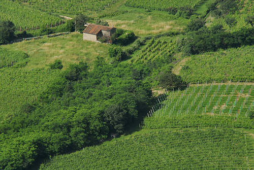 Vo Euganeo, colli euganei