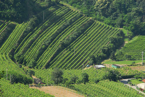 Vo Euganeo, colli euganei