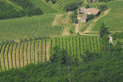 Vo Euganeo, colli euganei