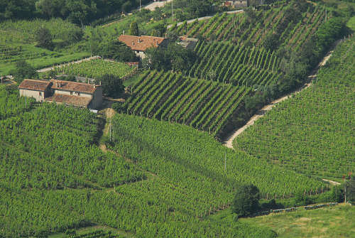 Vo Euganeo, colli euganei