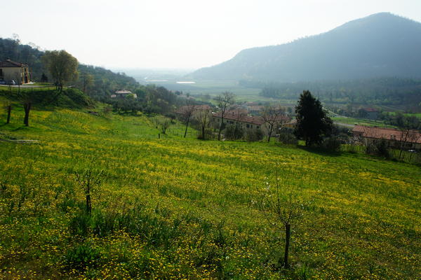 nei pressi di Arqua Petrarca