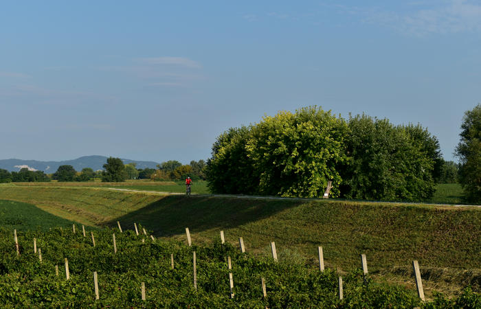 Colli Euganei campagna euganea fiume Bacchiglione, giro cicloturistico Monteortone Monterosso Castello San Martino dela Vaneza Cervarese Santa Croce Praglia
