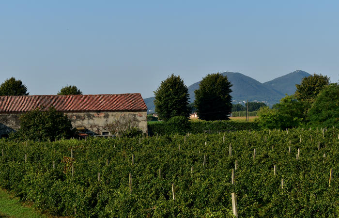 Colli Euganei campagna euganea fiume Bacchiglione, giro cicloturistico Monteortone Monterosso Castello San Martino dela Vaneza Cervarese Santa Croce Praglia