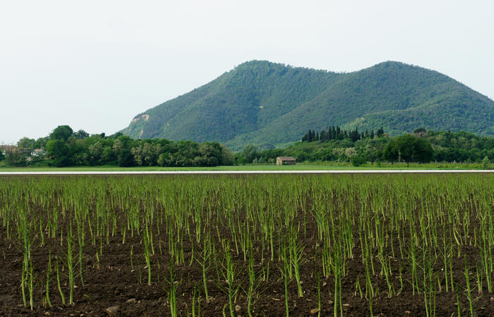 Colli Euganei, giro cicloturistico settore sud-est, Battaglia Terme, Arquà Petrarca, Monselice, Castello del Catajo