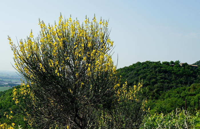 Colli Euganei, giro cicloturistico settore sud, Baone Este Calaone monte Cecilia Ca'Barbaro