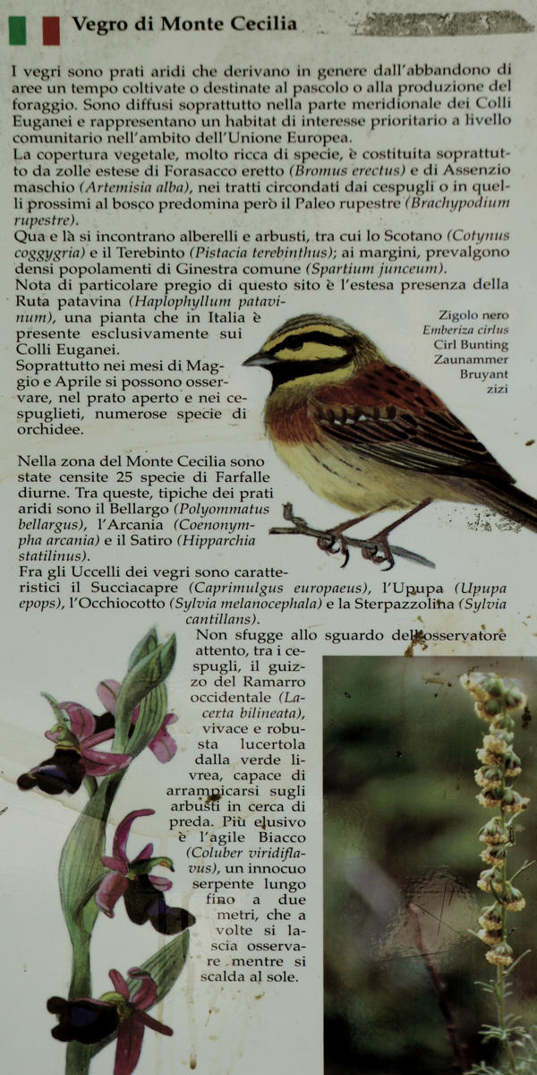 i Vegri del monte Cecilia a Baone nei Colli Euganei