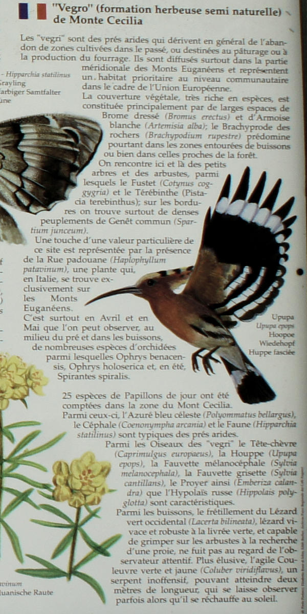 i Vegri del monte Cecilia a Baone nei Colli Euganei