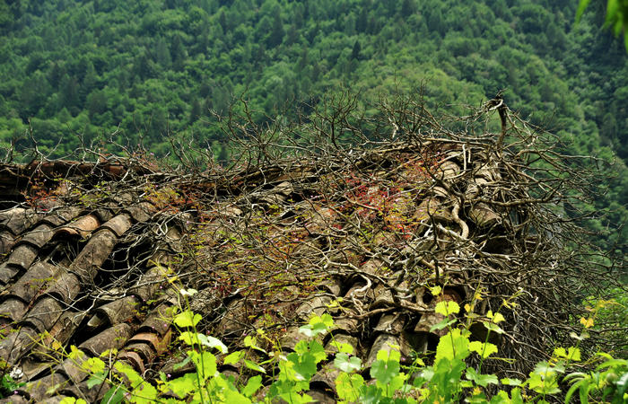 escursione naturalistica giro del Lago di Corlo - Rocca, Carazzagno, Berti, Corlo, diga, Tanisoi