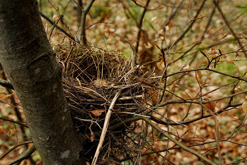 passeggiata Rivai, Tol, Pale d'Agana