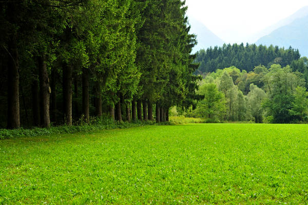 riserva naturale Vincheto di Celarda a Feltre, lungo il fiume Piave